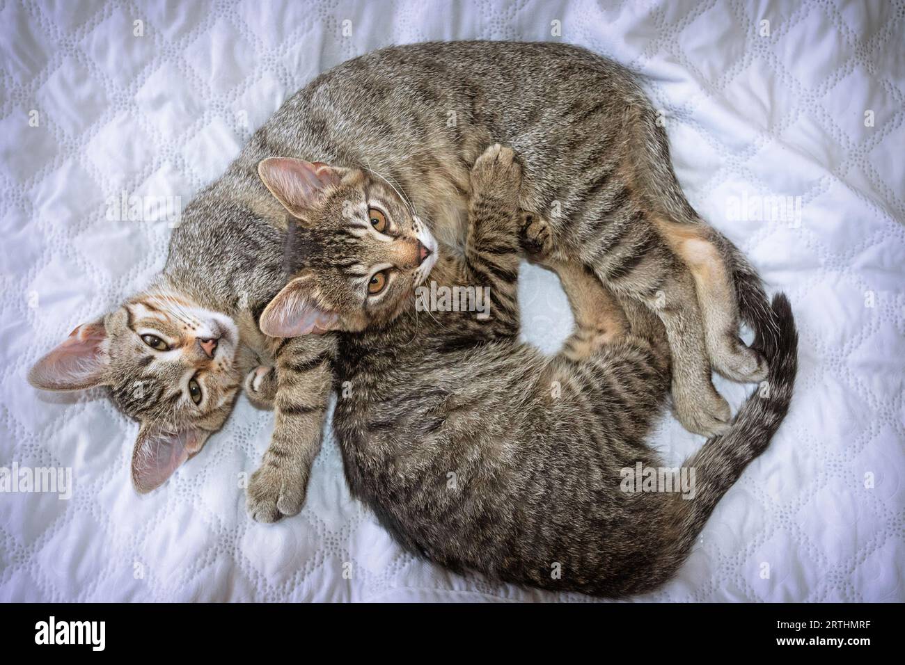 deux chatons mignons couchés ensemble sur une couverture blanche Banque D'Images