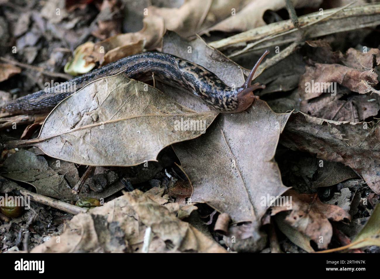 Limace léopard Limax maximus, grande limace gris rosâtre avec des taches foncées et des taches avec quille prononcée courant le long de la partie arrière du corps à la queue Banque D'Images