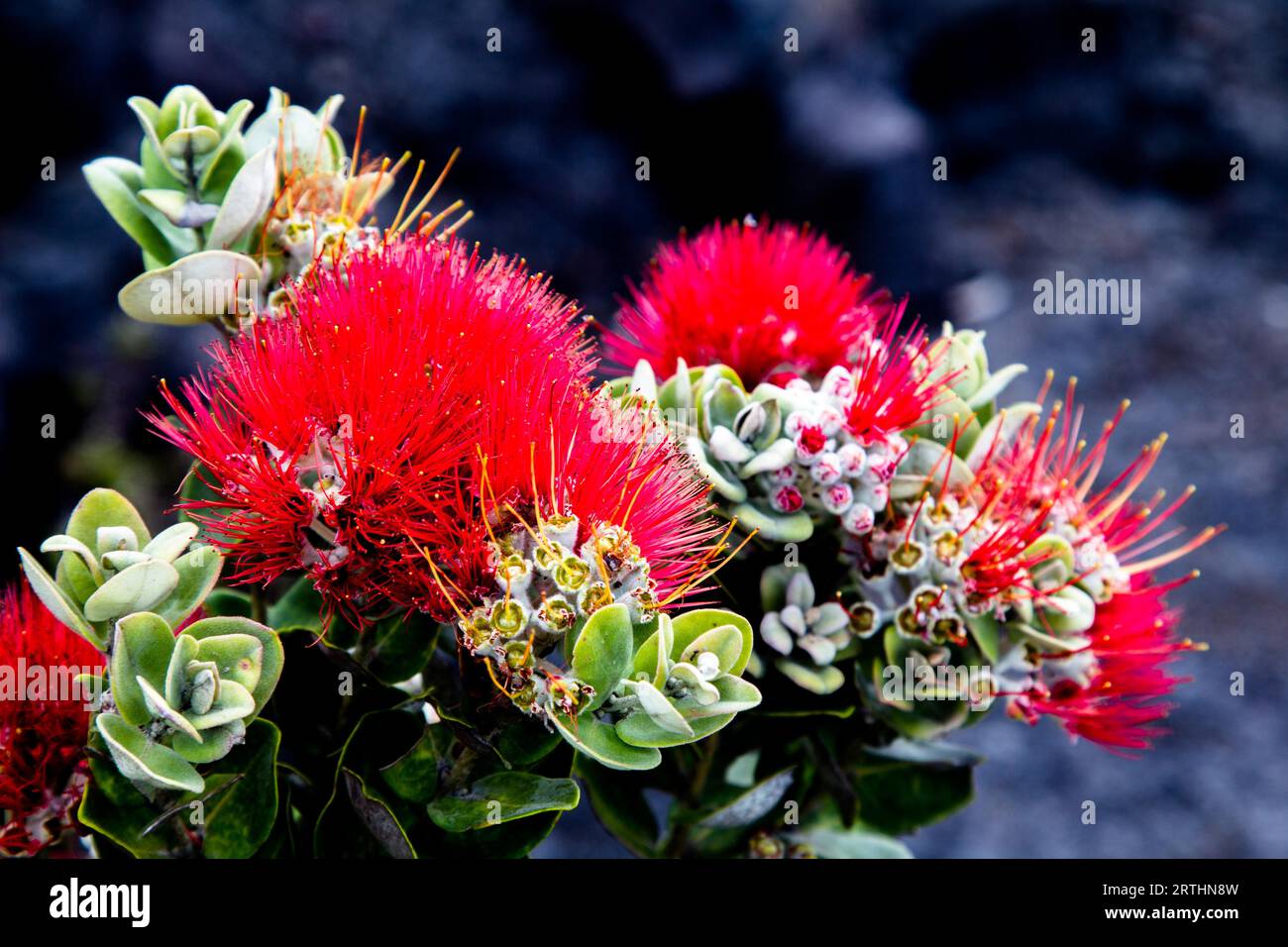 Ohia Lehua, une plante endémique à Hawaï, pousse sur la roche de lave noire dans le parc national des volcans d'Hawaï sur Big Island, Hawaï, États-Unis Banque D'Images