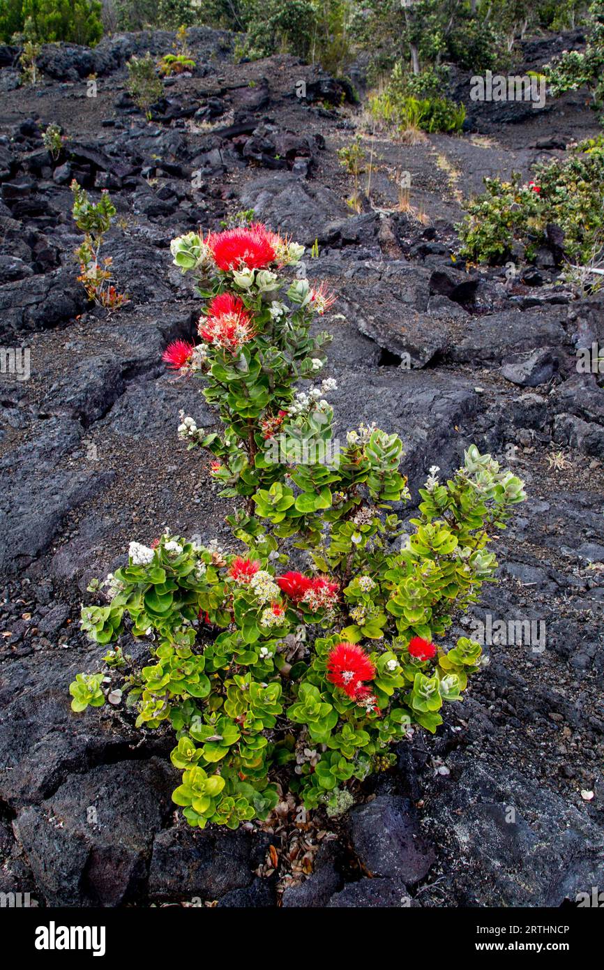 Ohia Lehua, une plante endémique à Hawaï, pousse sur la roche de lave noire dans le parc national des volcans d'Hawaï sur Big Island, Hawaï, États-Unis Banque D'Images