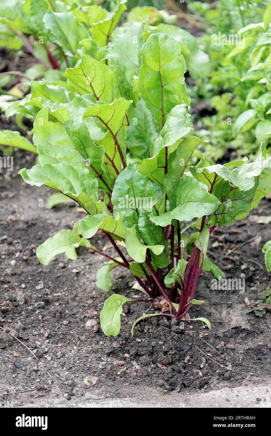 Betterave (Beta vulgaris ssp. Vulgaris) Banque D'Images