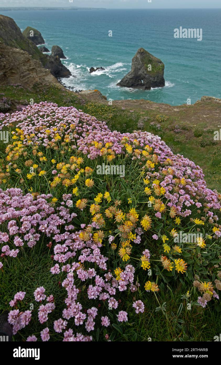 Friperie (Armeria martima) et Vetch rénale (Anthyllis vulneraria). Bedruthan Steps, nord de Coirnwall, Royaume-Uni Banque D'Images