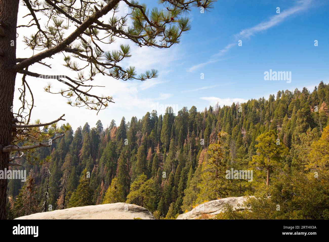 Point d'observation du général l'autoroute à Sequoia National Park en Californie, USA Banque D'Images