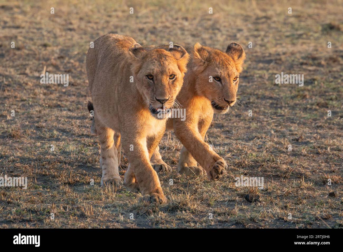Mignon Lion Cubs Portrait dans Masai Mara Kenya Afrique Banque D'Images