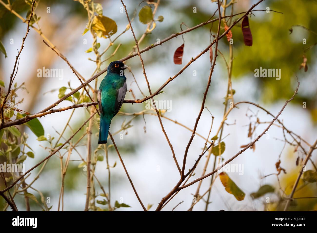 Oiseau tropical coloré sur fond naturel Banque D'Images
