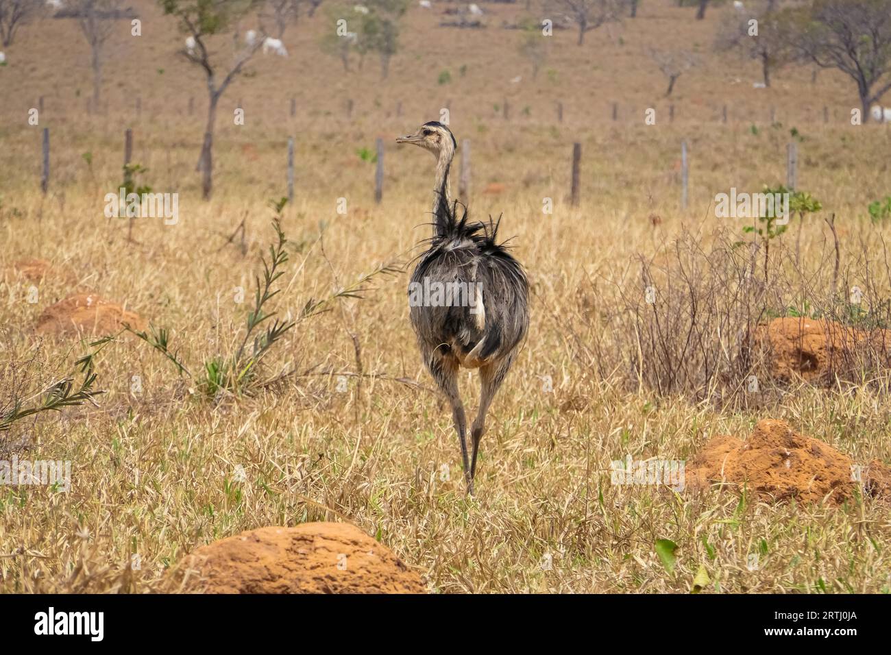 Oiseau sans vol marchant à travers le pays des pâturages secs, regardant de côté Banque D'Images