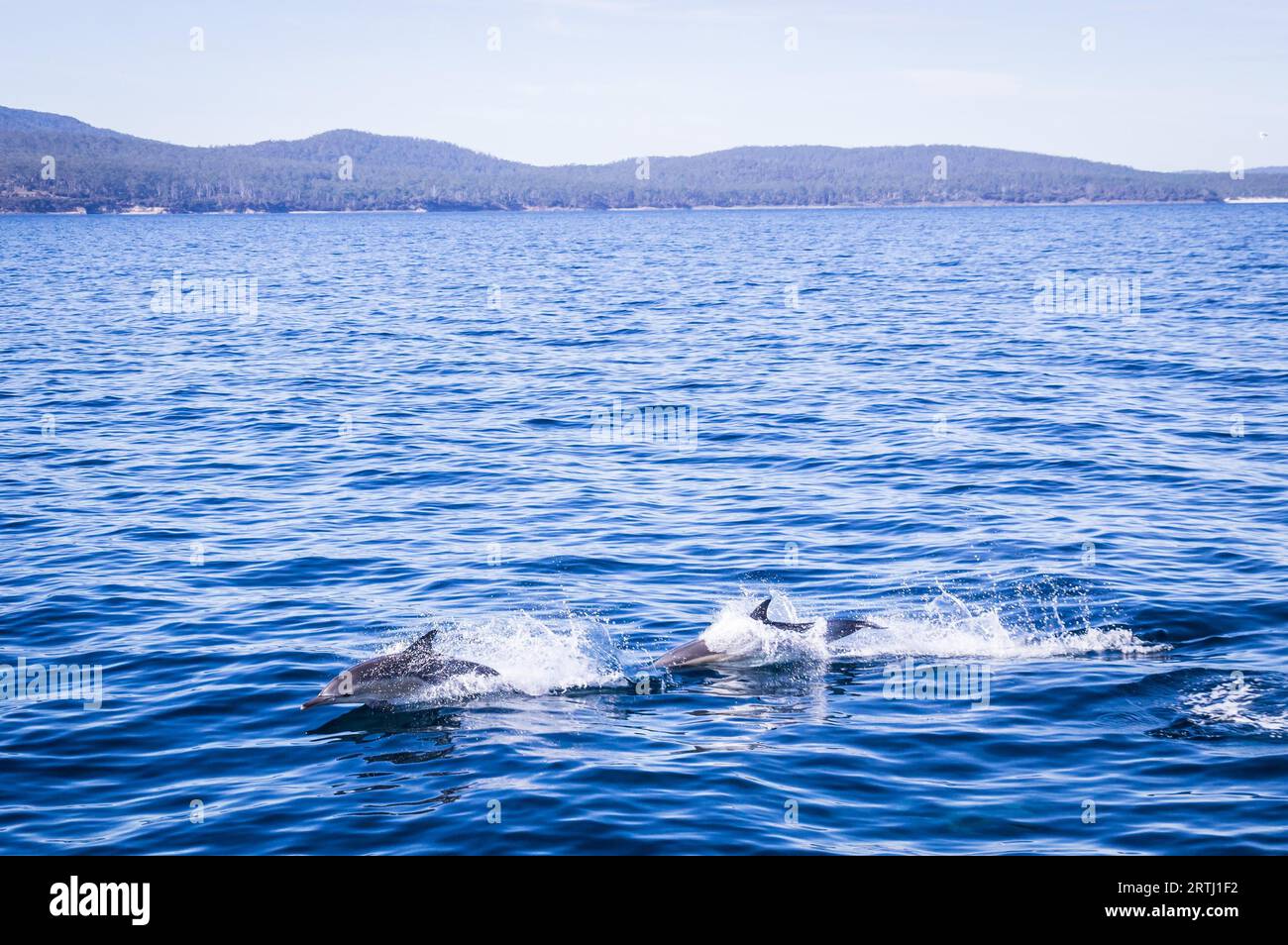 Saut d'école de dauphins sauvages devant Maria Island, Tasmanie Banque D'Images