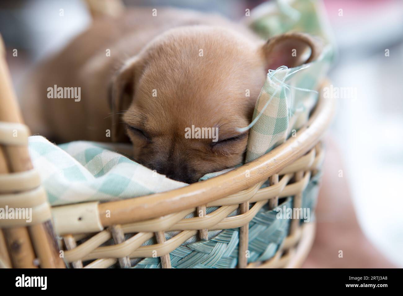 Gros plan chien chiot chihuahua dormant sur le tissu de maille vert dans le panier. Banque D'Images