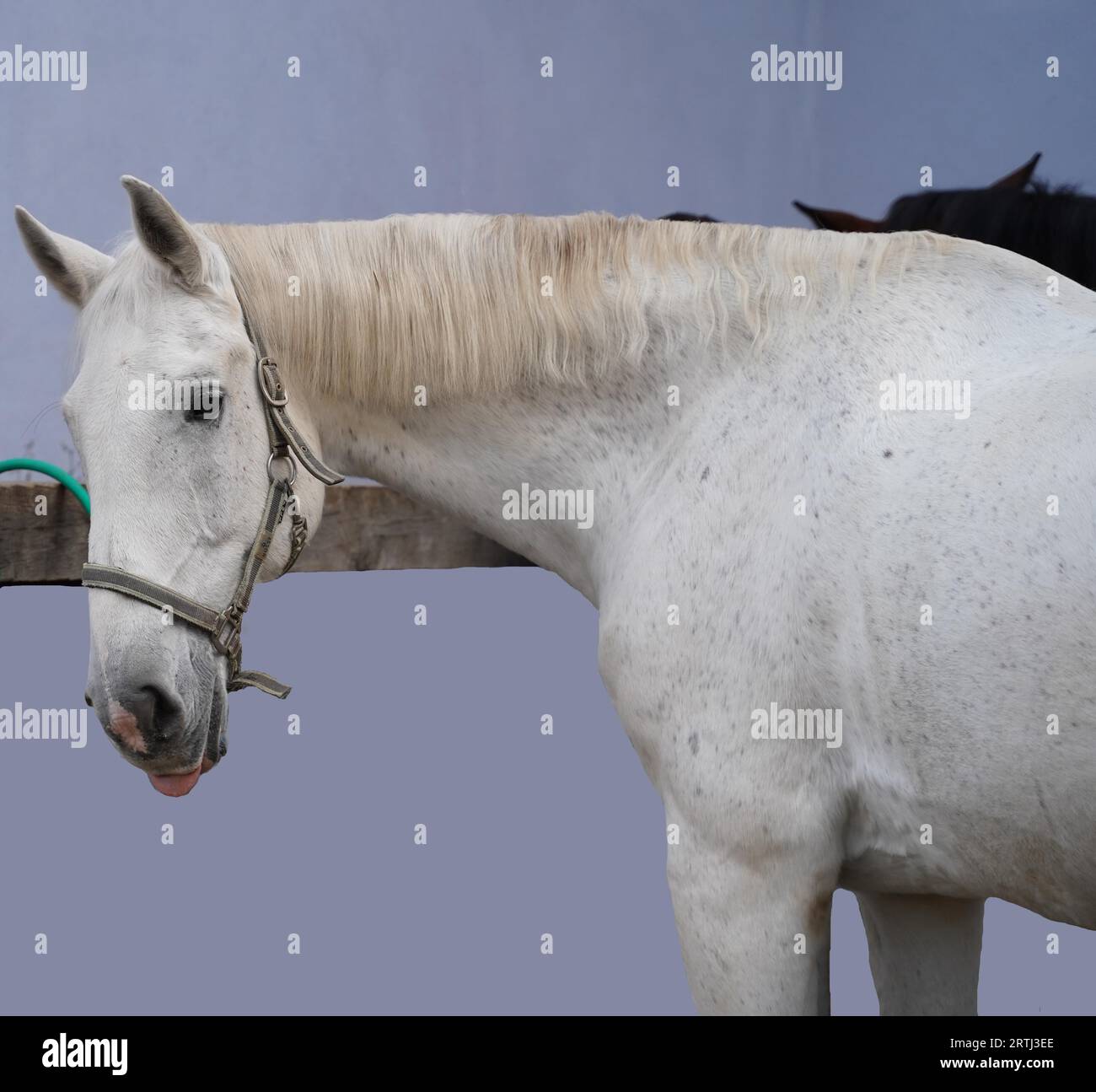 Préparation du cheval blanc avant l'entraînement, du toilettage à la selle Banque D'Images