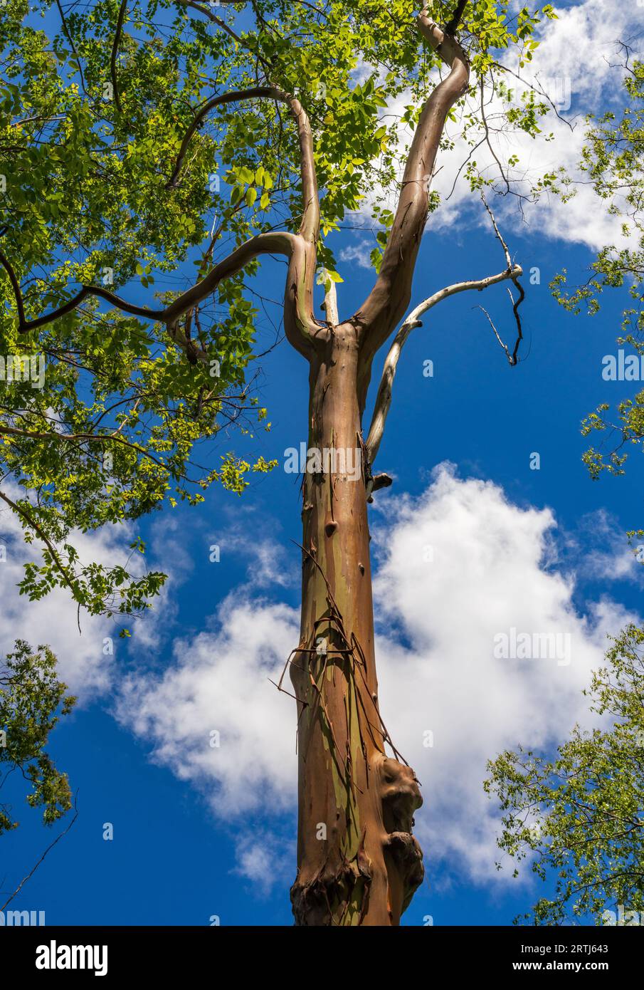 Motifs de troncs d'arbres et de branches avec l'écorce colorée des arbres eucalytpus arc-en-ciel dans l'arboretum de Keahua sur Kauai Banque D'Images