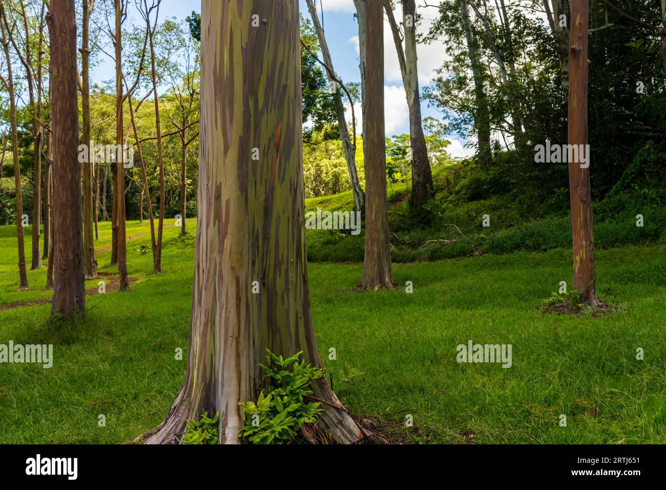 Motifs des troncs d'arbres de l'écorce colorée des arbres eucalytpus arc-en-ciel dans l'arboretum de Keahua sur Kauai Banque D'Images