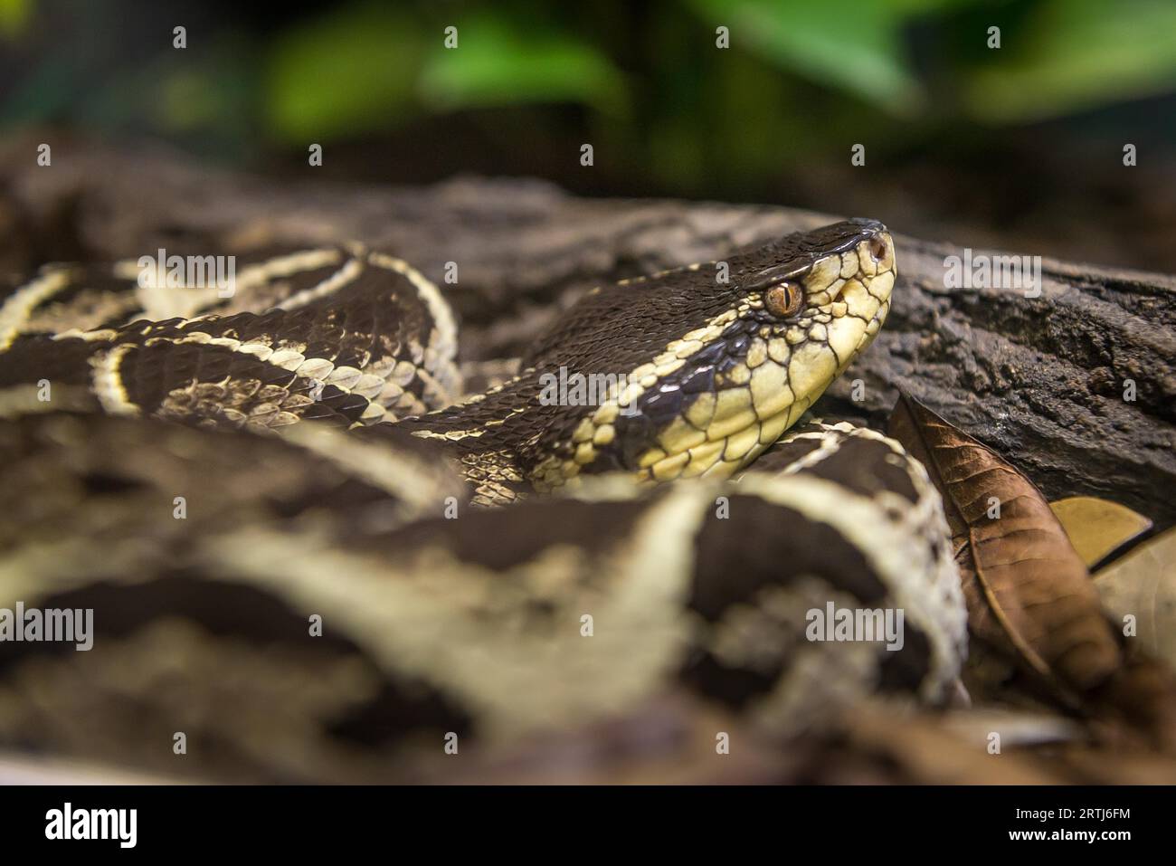 Serpent Jararacussu (bothrops Jararacussu) glissant sur un sol nu Banque D'Images