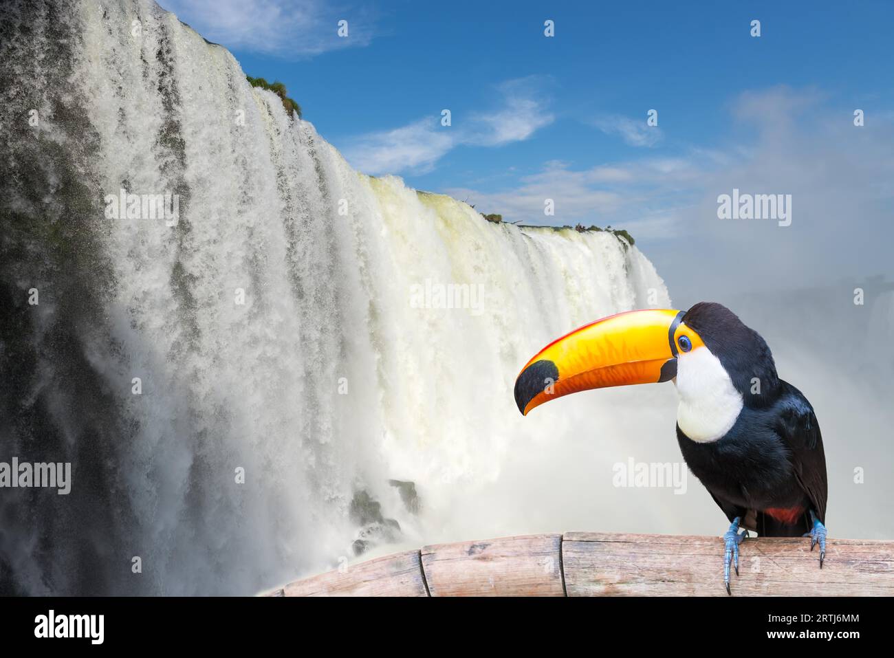 Vue rapprochée de Toucan toco aux Cataratas l'eau tombe sous le ciel bleu et beaucoup de brouillard d'eau dans l'air au parc Foz do Iguassu, Brésil Banque D'Images