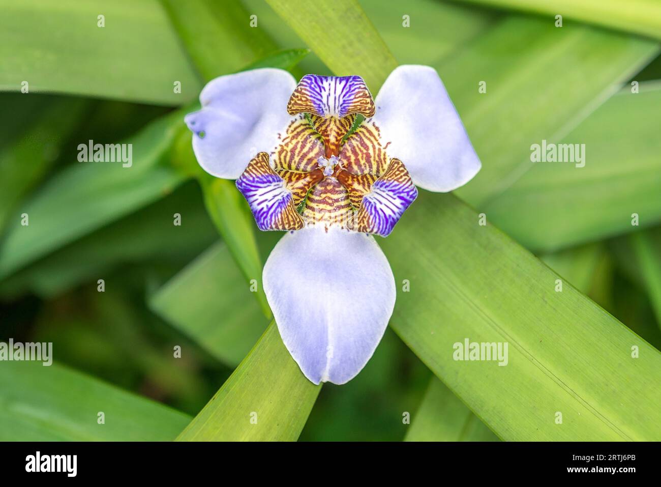 Belle Orchidée violet et blanc des fleurs dans la nature jardin Banque D'Images