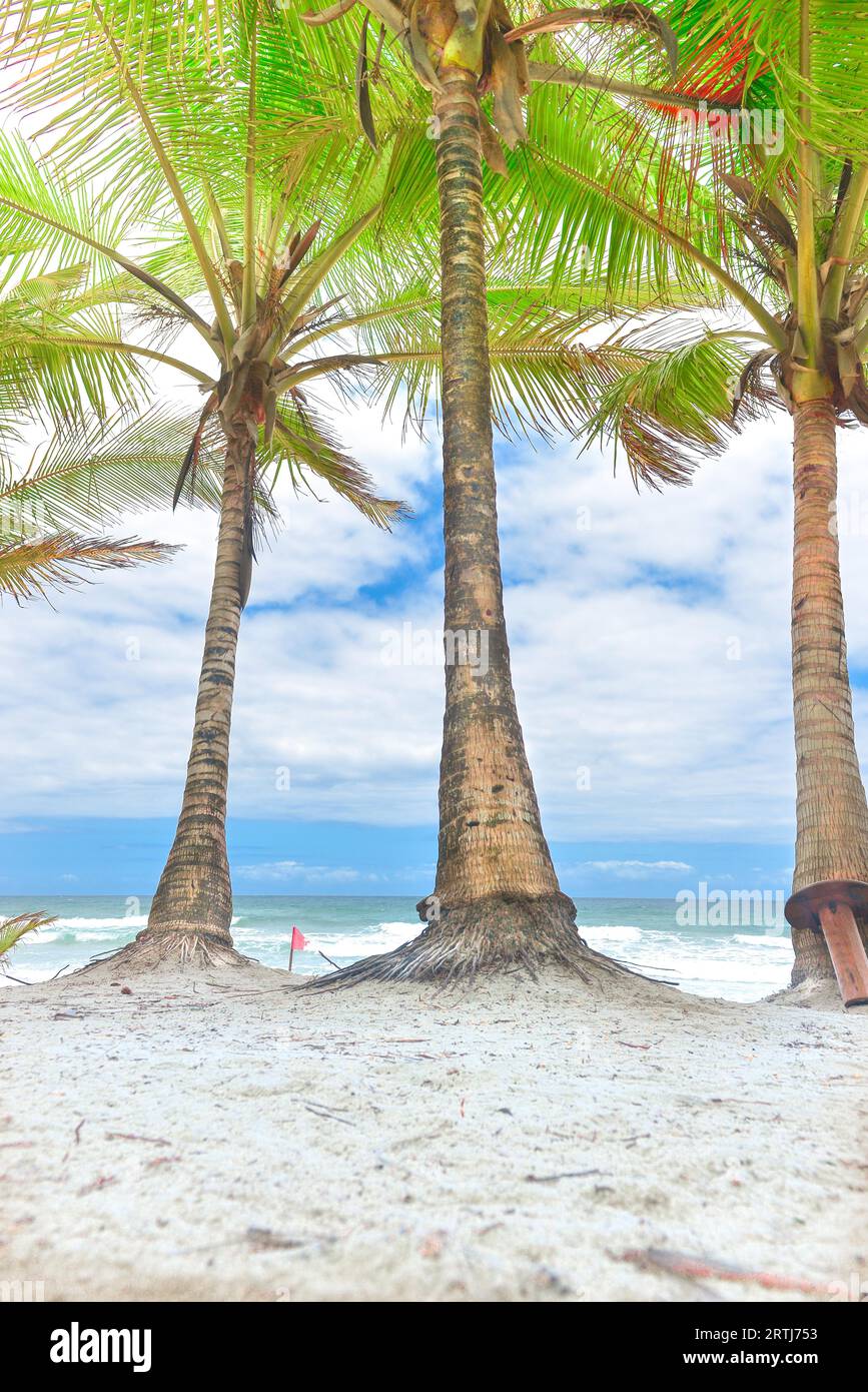 Les troncs des arbres de noix de coco sur la plage par une journée ensoleillée Banque D'Images