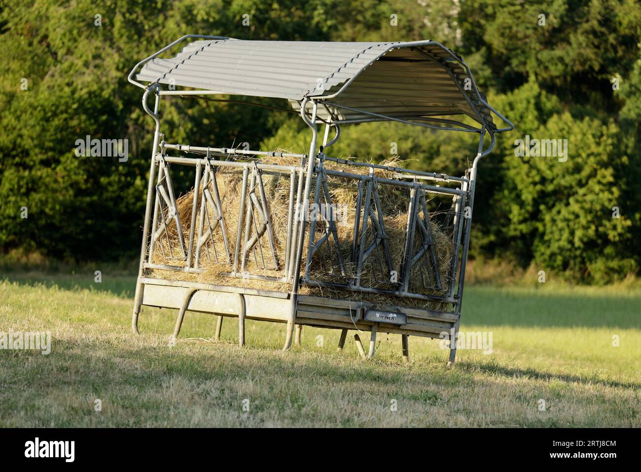 Lieu d'alimentation pour animaux de ferme dans une prairie Banque D'Images