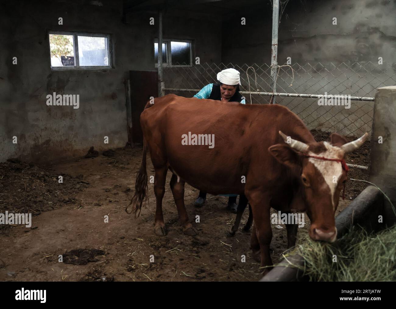 (230913) -- TAXKORGAN, 13 septembre 2023 (Xinhua) -- l'épouse de Bayika Kalidibek se prépare à traire une vache à la maison dans le comté autonome tadjik de Taxkorgan, dans la région autonome ouïgour du Xinjiang, au nord-ouest de la Chine, le 5 septembre 2023. Le comté autonome tadjik de Taxkorgan, situé dans la région autonome ouïgoure du Xinjiang, à l'extrême ouest de la Chine, connaît généralement une poussée touristique en septembre. Pour de nombreux touristes de tout le pays, la maison où le «modèle de rôle de l'époque» Laqini Bayika a vécu est un endroit où ils doivent payer une visite. Bayika Kalidibek, le père de Laqini âgé de 71 ans, leur raconte toujours la vie de son fils. Né i Banque D'Images