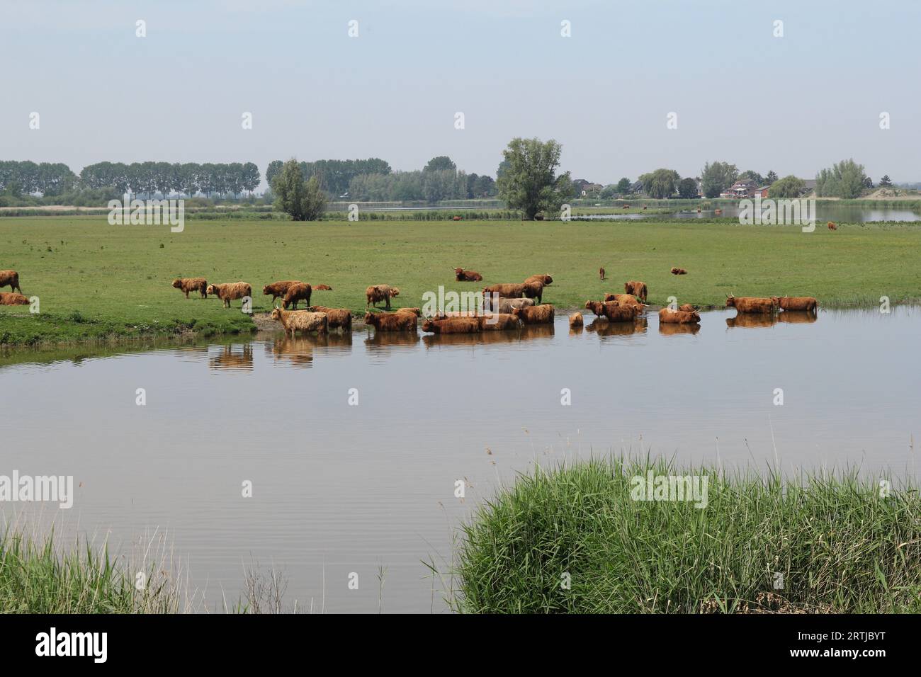 un troupeau de vaches d'altitude brunes se baignent dans l'eau le long d'un pré vert lors d'une journée chaude au printemps en hollande Banque D'Images