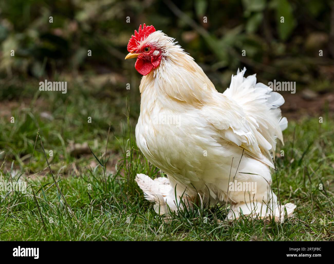 Scottish Borders, Écosse, Royaume-Uni, 13 septembre 202. Bird Garden Scotland conservation : la petite réserve se consacre à la conservation des espèces menacées. Sur la photo : un Bantam birman - jusqu'à récemment pensé pour être éteint jusqu'à ce qu'un troupeau a été trouvé il y a moins de 10 ans, ramené il y a des années par un vétéran de la Seconde Guerre mondiale. Crédit : Sally Anderson/Alamy Live News Banque D'Images