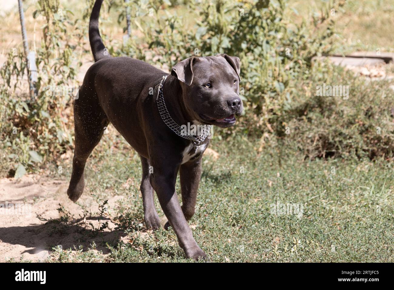 Magnifique portrait de Bull terrier staffordshire sur une pelouse verte en gros plan. Bleu bouché, langue sortie. Blue american staffordshire terrier, amstaff. Couper Banque D'Images