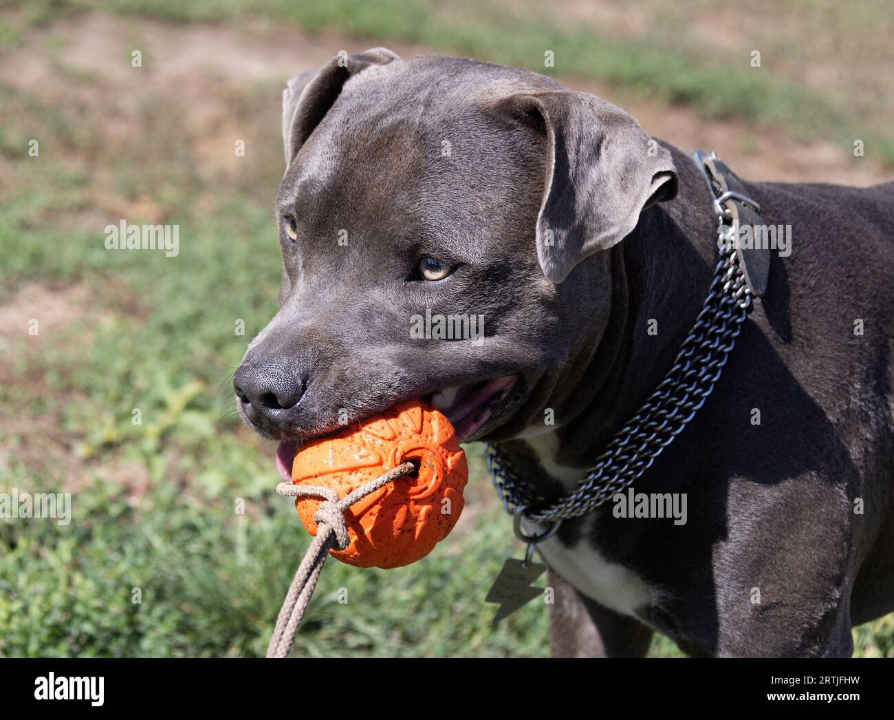 Magnifique portrait de Bull terrier staffordshire sur une pelouse verte en gros plan. Bleu bouché, langue sortie. Blue american staffordshire terrier, amstaff. Couper Banque D'Images