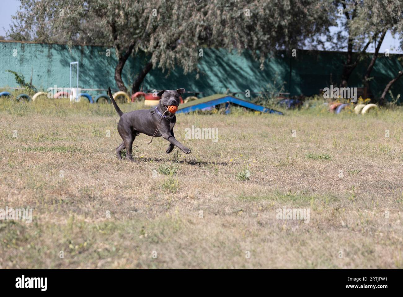 Magnifique portrait de Bull terrier staffordshire sur une pelouse verte en gros plan. Bleu bouché, langue sortie. Blue american staffordshire terrier, amstaff. Couper Banque D'Images