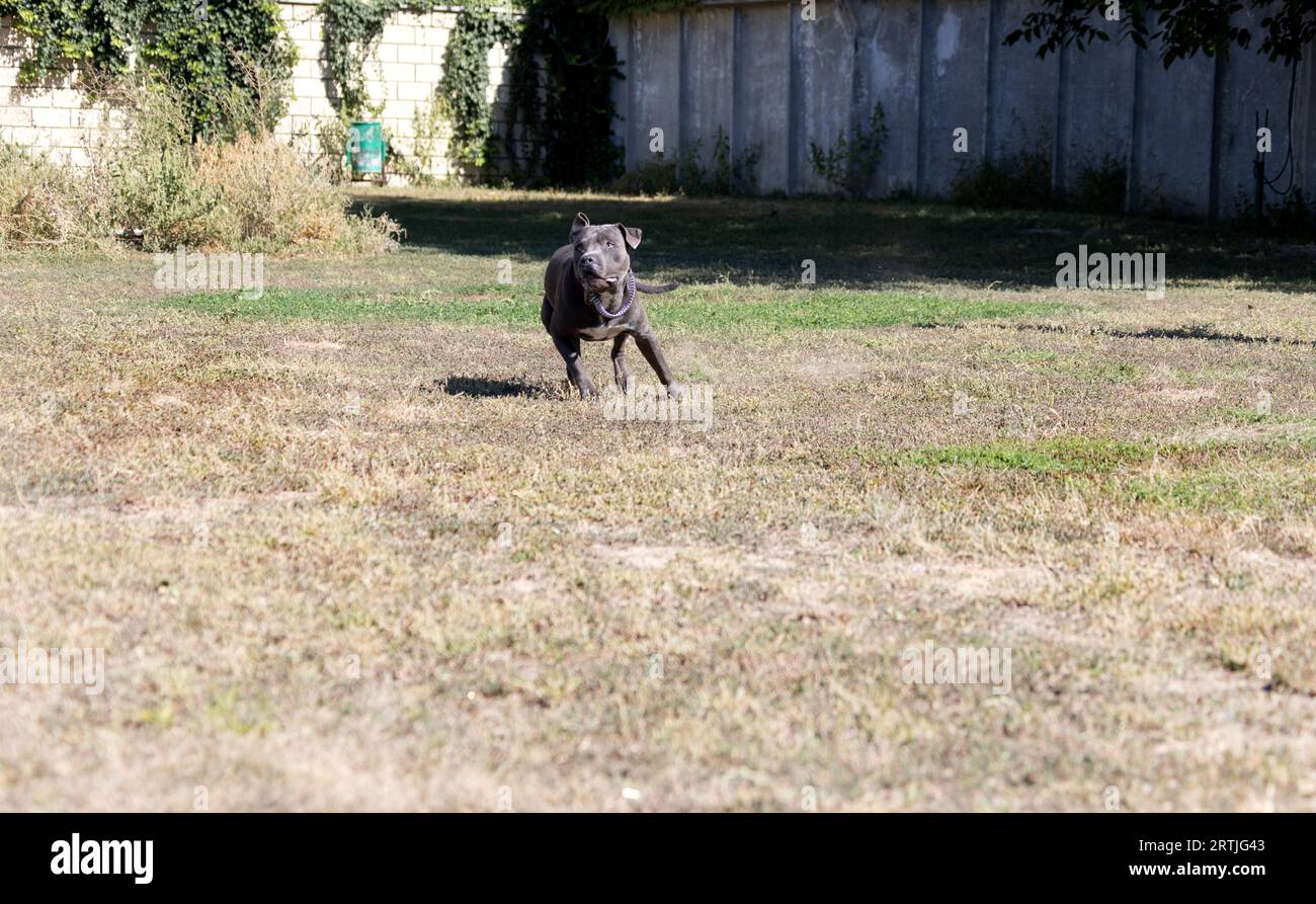 Magnifique portrait de Bull terrier staffordshire sur une pelouse verte en gros plan. Bleu bouché, langue sortie. Blue american staffordshire terrier, amstaff. Couper Banque D'Images