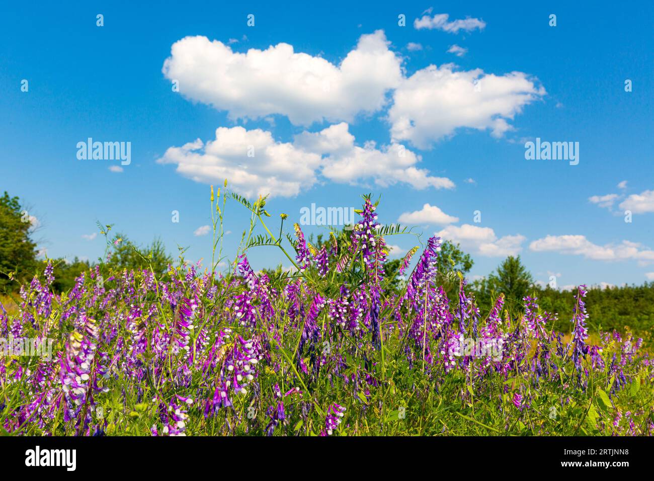 Beau paysage avec prairie de fleurs sauvages d'été. Prenez-le en Ukraine Banque D'Images