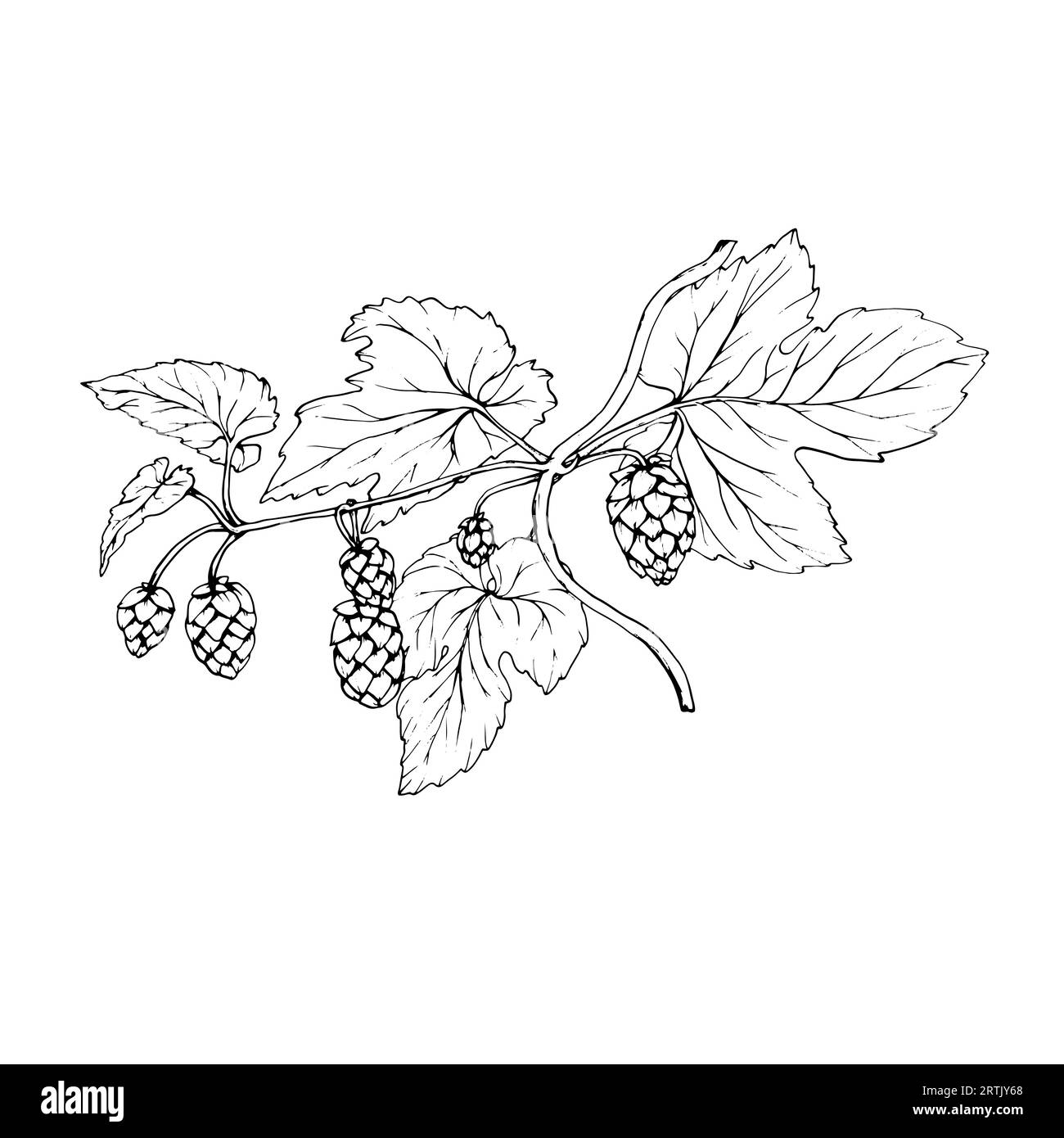 Houblon vert frais. Illustration graphique dessinée à la main pour Octoberfest. Esquisse vectorielle pour ornement ou tout design. Illustration de Vecteur