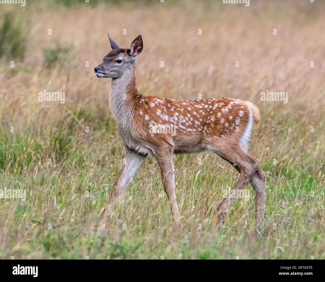 Veau Red Deer Banque D'Images