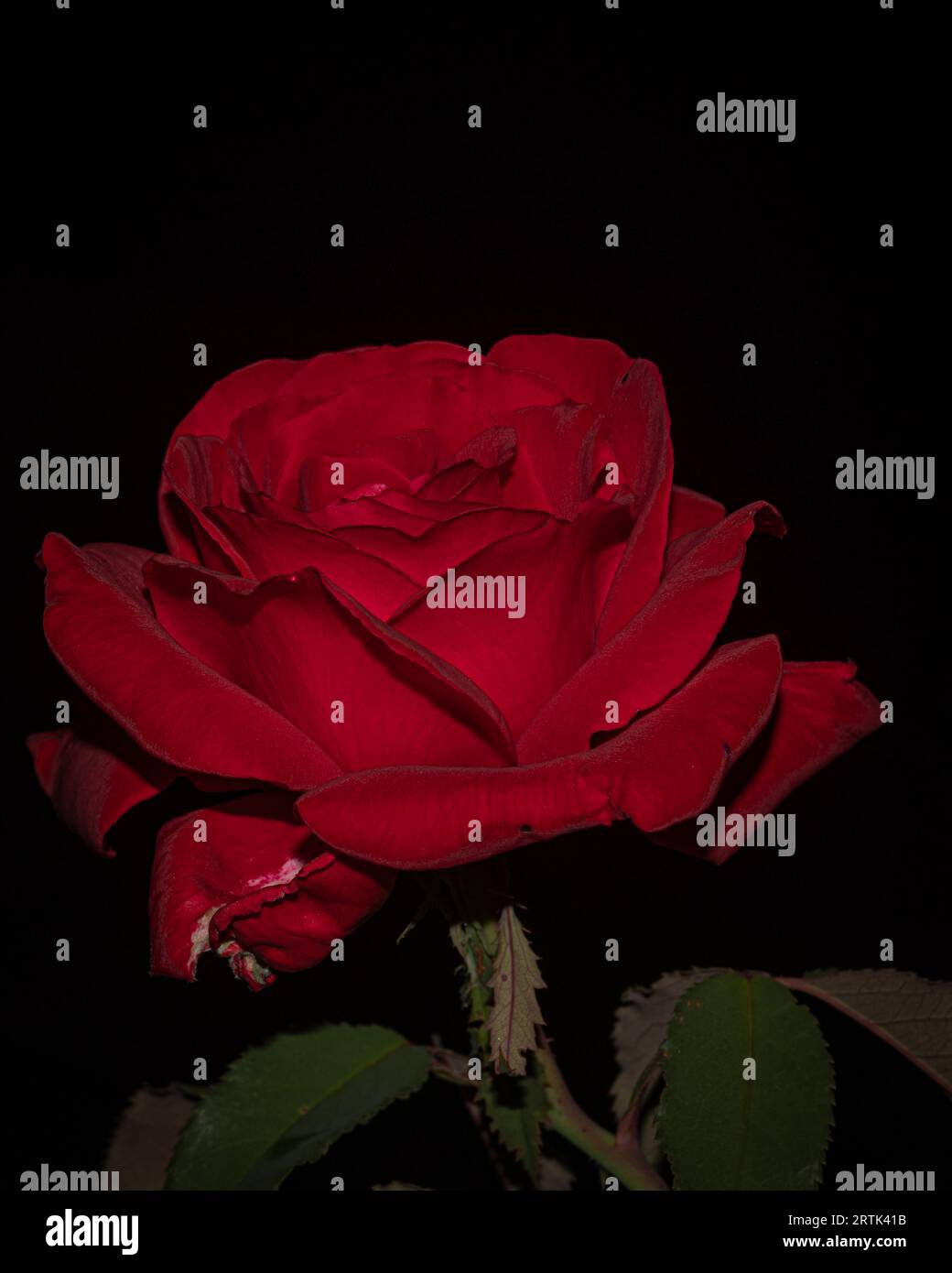 Détail de belle fleur rose isolée dans le jardin Banque D'Images