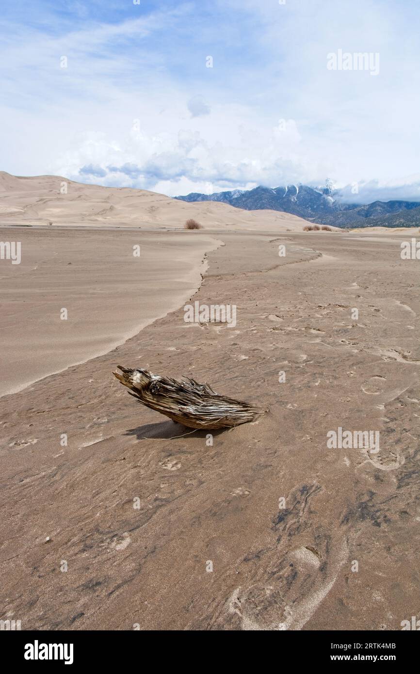 Bois flotté enterré dans le lit du ruisseau avec des dunes de sable lointaines et des montagnes enneigées Sangre de Cristo. Banque D'Images