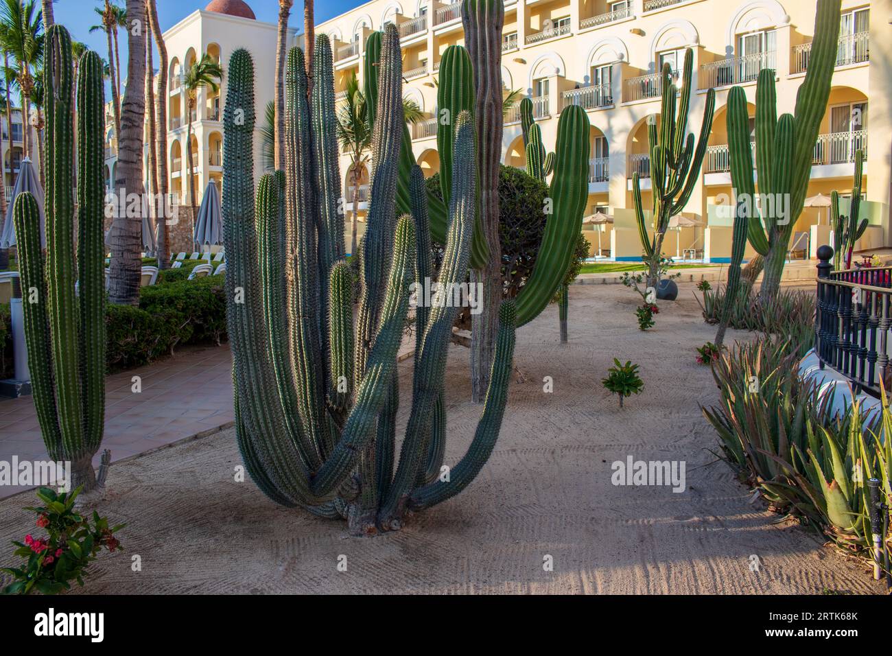 Saguaro cactus dans le jardin d'un lieu de villégiature à Cabo San Lucas, Mexique. S Resort ville sur la pointe sud de la péninsule de Basse-Californie au Mexique. Banque D'Images