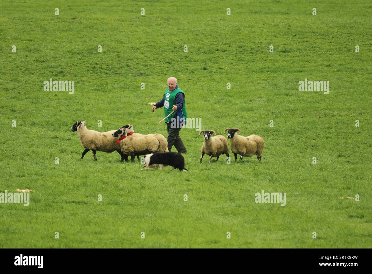 Chris McNaughton et le chien Mirk en compétition aux World Sheep Dog Trials 2023 à Gill Hall Farm Banque D'Images