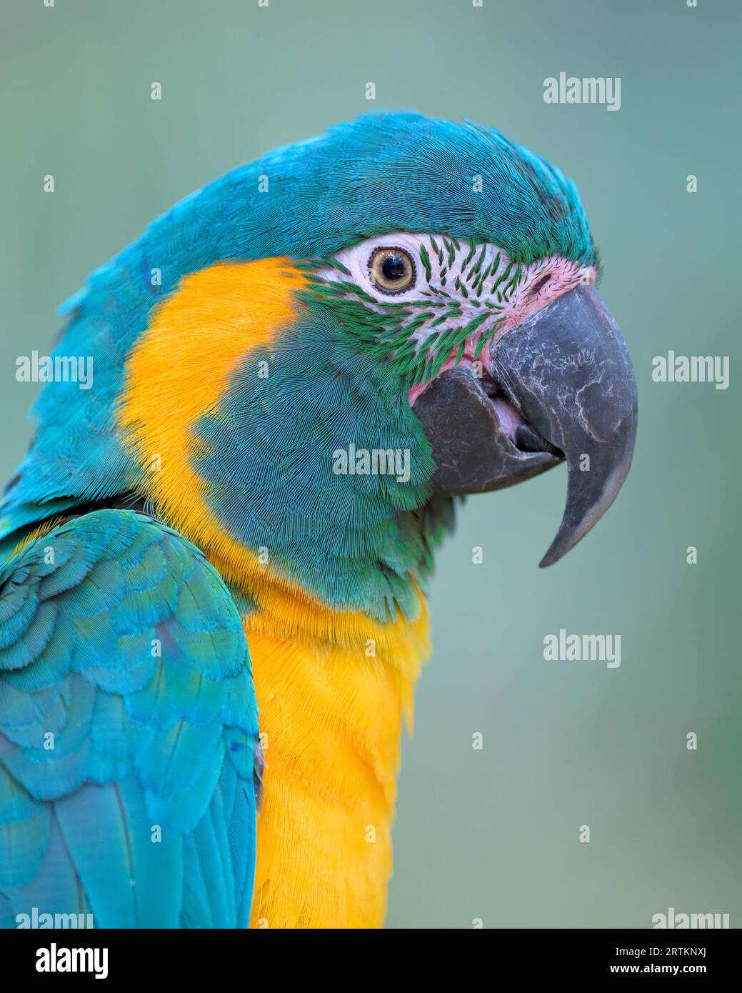 Portrait de profil rapproché bleu et jaune (Ara ararauna) Banque D'Images