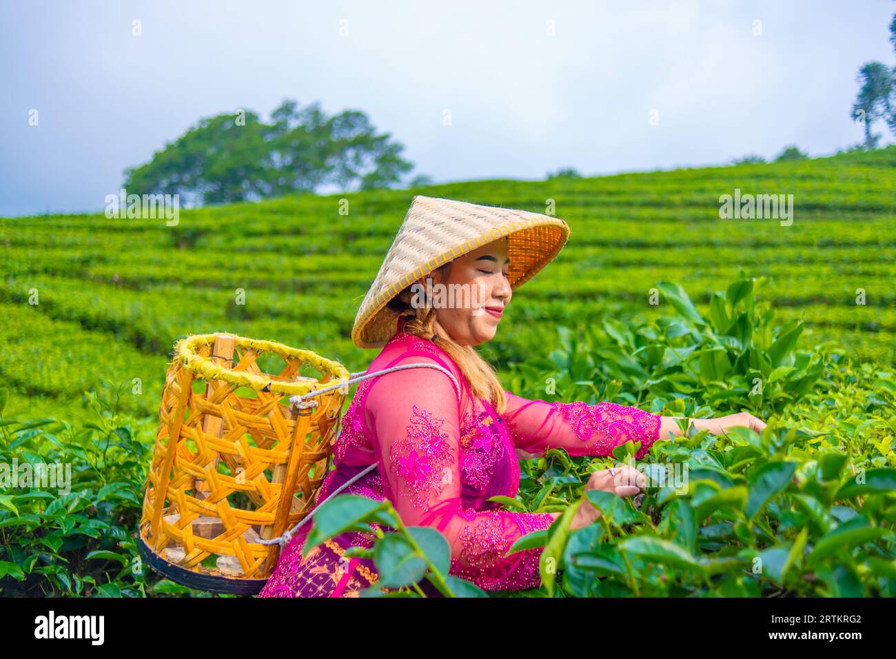 un cultivateur de feuilles de thé récolte des feuilles de thé tout en portant un panier de bambou et un chapeau au milieu d'une plantation de thé le matin Banque D'Images