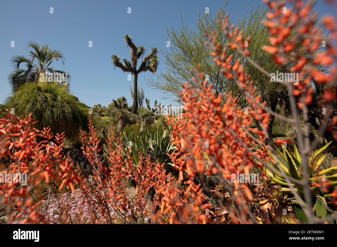Saint-Marin, Californie, États-Unis, 11 juin 2022 : la lumière du soleil de l'après-midi brille sur le jardin du désert de la bibliothèque Huntington. Banque D'Images