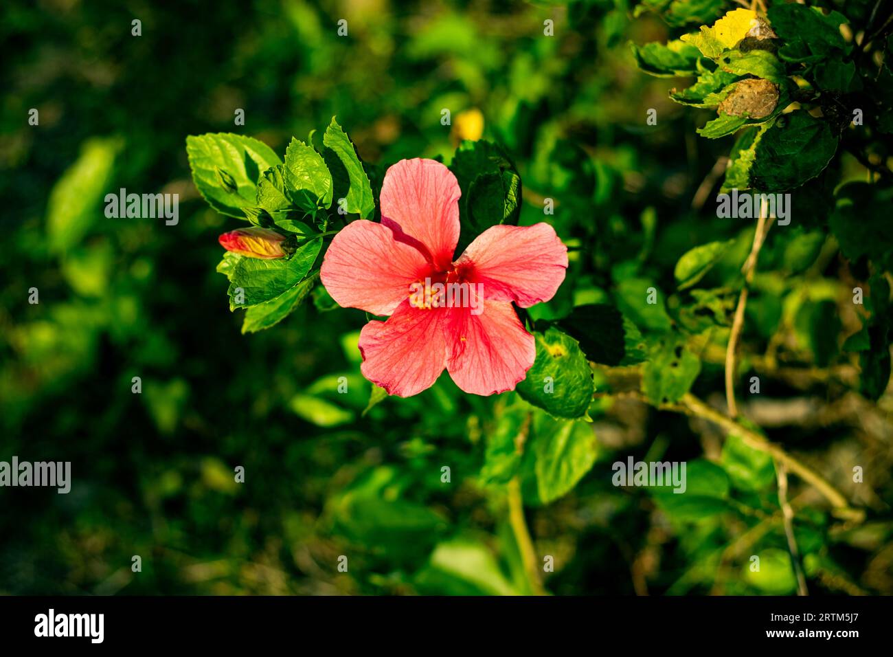 C'est la fleur nationale de l'hibiscus rosa-sinensis de Malaisie, connu sous le nom d'hibiscus chinois, rose de Chine, hibiscus hawaïen et mauve rose. Cette fleur Banque D'Images