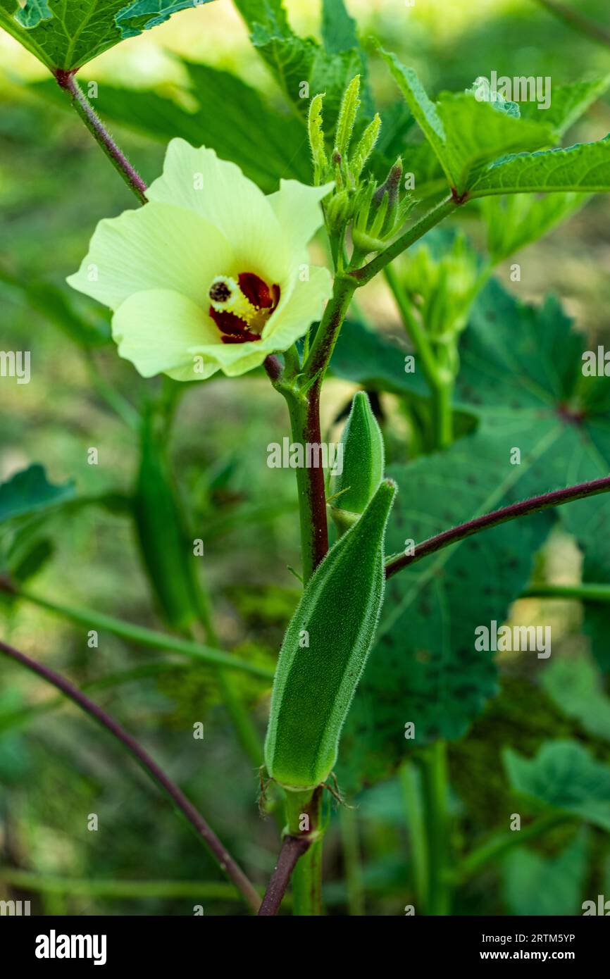 Lady Finger est une plante à fleurs. Il porte le nom botanique Abelmoschus esculentus, coccinelle Caladenia catenata est une orchidée Banque D'Images