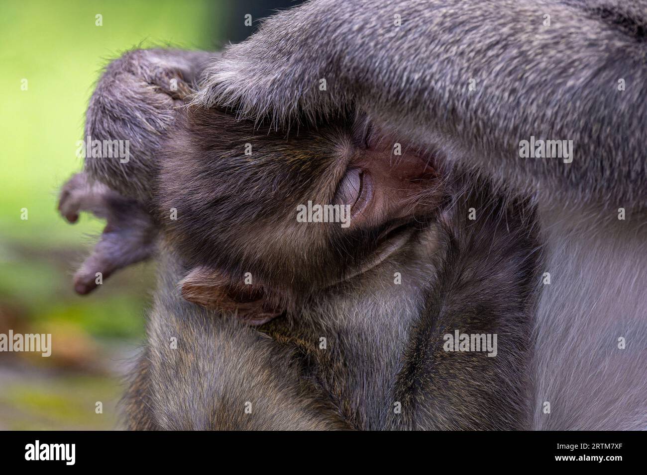 Bébé singe nourrissant, macaque de roche Banque D'Images