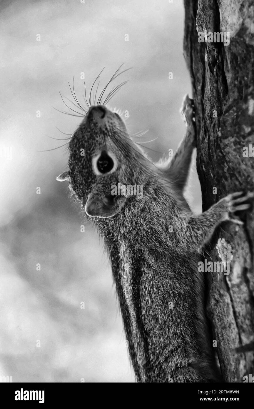 Photo écureuil (Funambulus palmarum) - rongeur de la famille des écureuils Banque D'Images