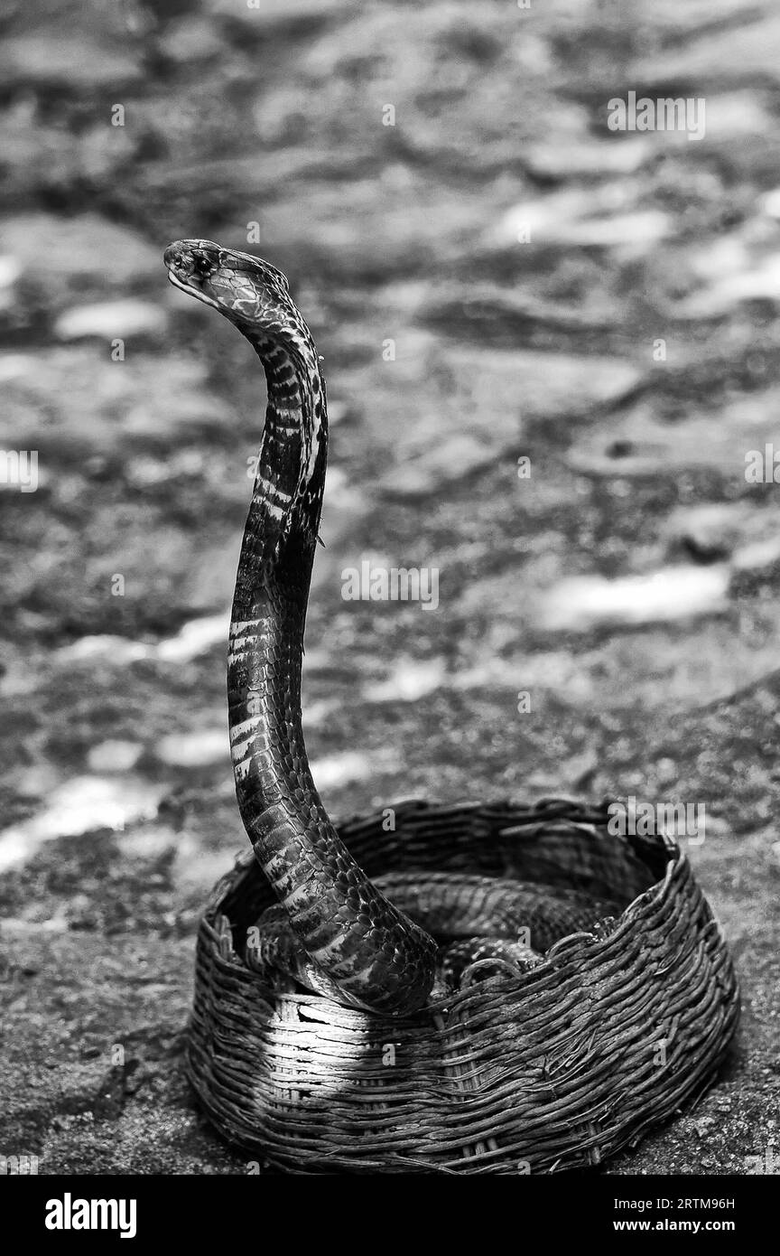 Les serpents,cobra Photo Banque D'Images