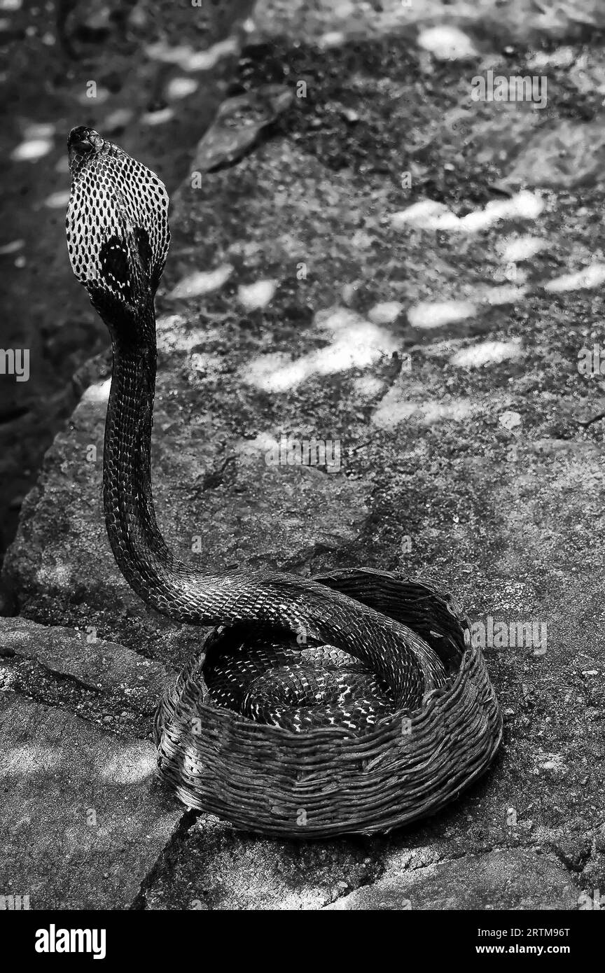 Les serpents,cobra Photo Banque D'Images