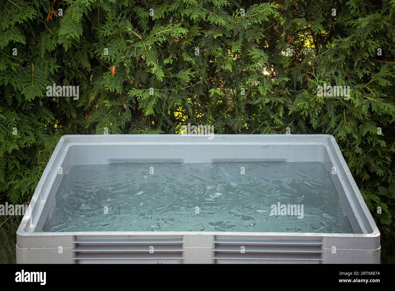 Baignoire ou réservoir en plastique portable dans un jardin prêt pour le bain de glace dans l'eau froide remplie de glaçons. Méthode Wim Hof, thérapie par le froid, respiration Banque D'Images
