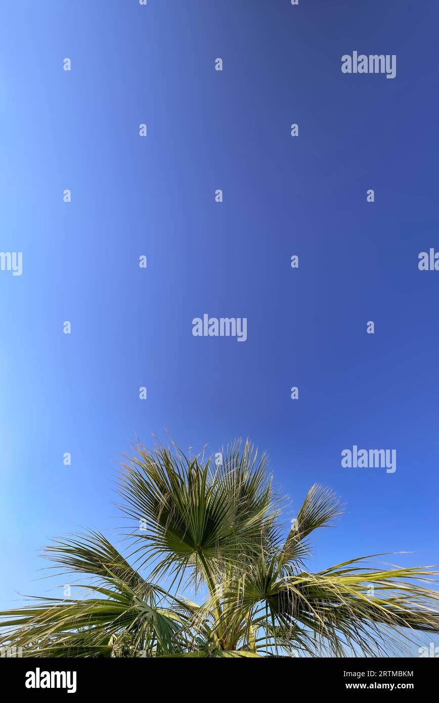 Palmier tropical et lumière du soleil sur beau fond de ciel bleu avec espace de copie. Vacances d'été et concept d'aventure de voyage de nature. Vertical Banque D'Images