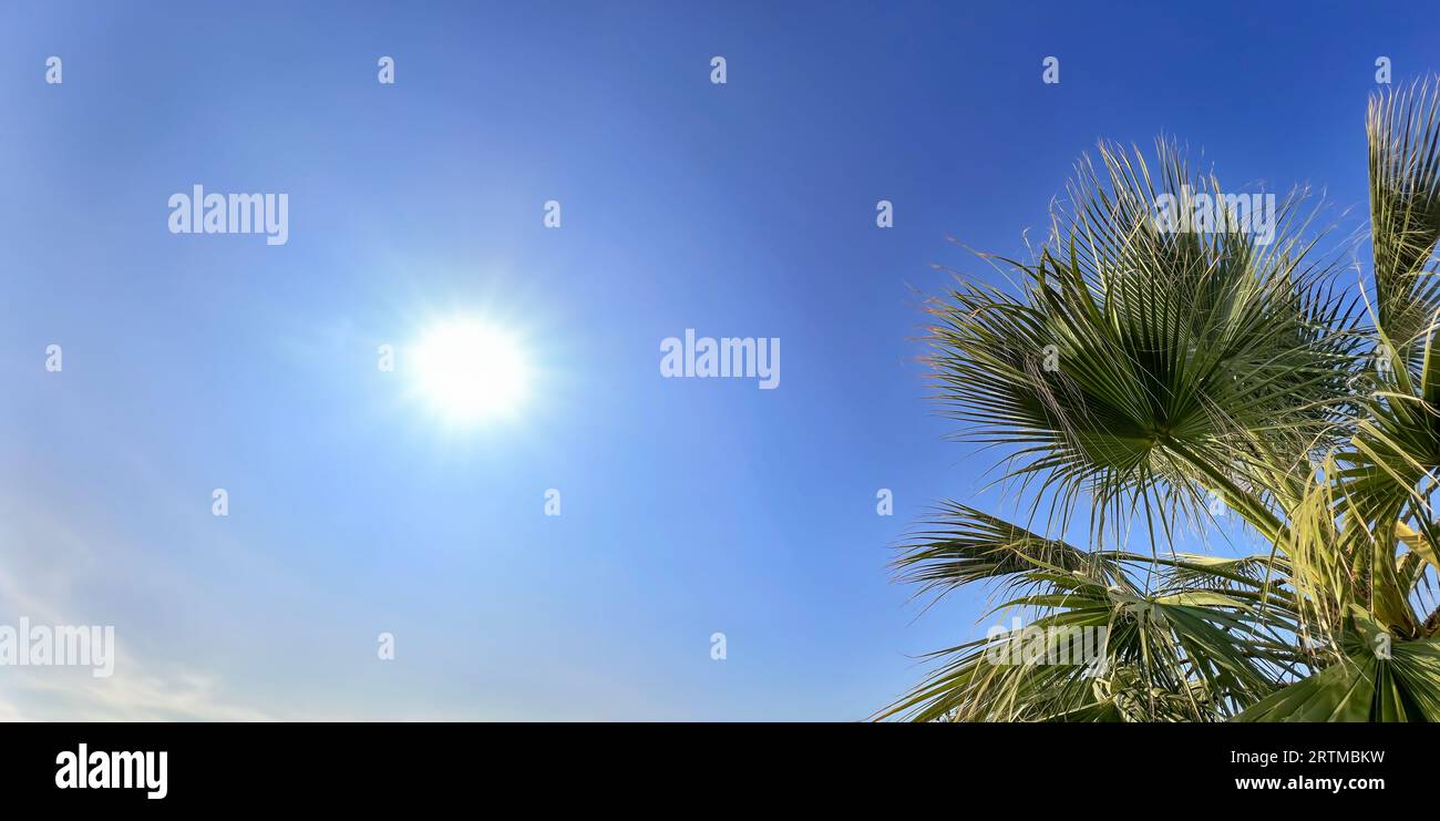 Palmier tropical et lumière du soleil brillante sur beau fond de ciel bleu avec espace de copie. Vacances d'été et concept d'aventure de voyage de nature. Banque D'Images