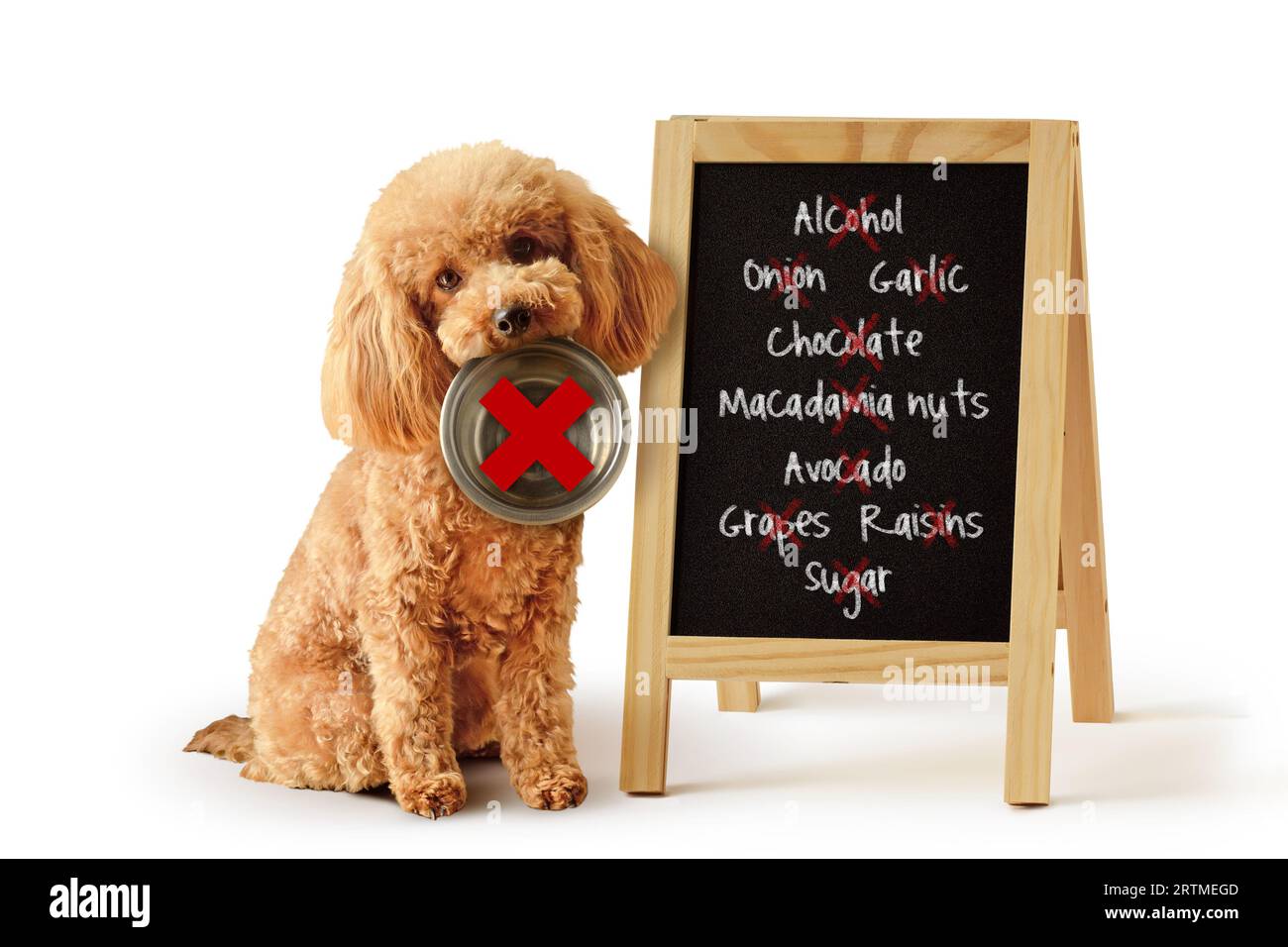 Caniche jouet avec bol et liste des aliments toxiques pour les chiens écrit sur tableau noir - concept de nutrition et de régime alimentaire pour chiens Banque D'Images