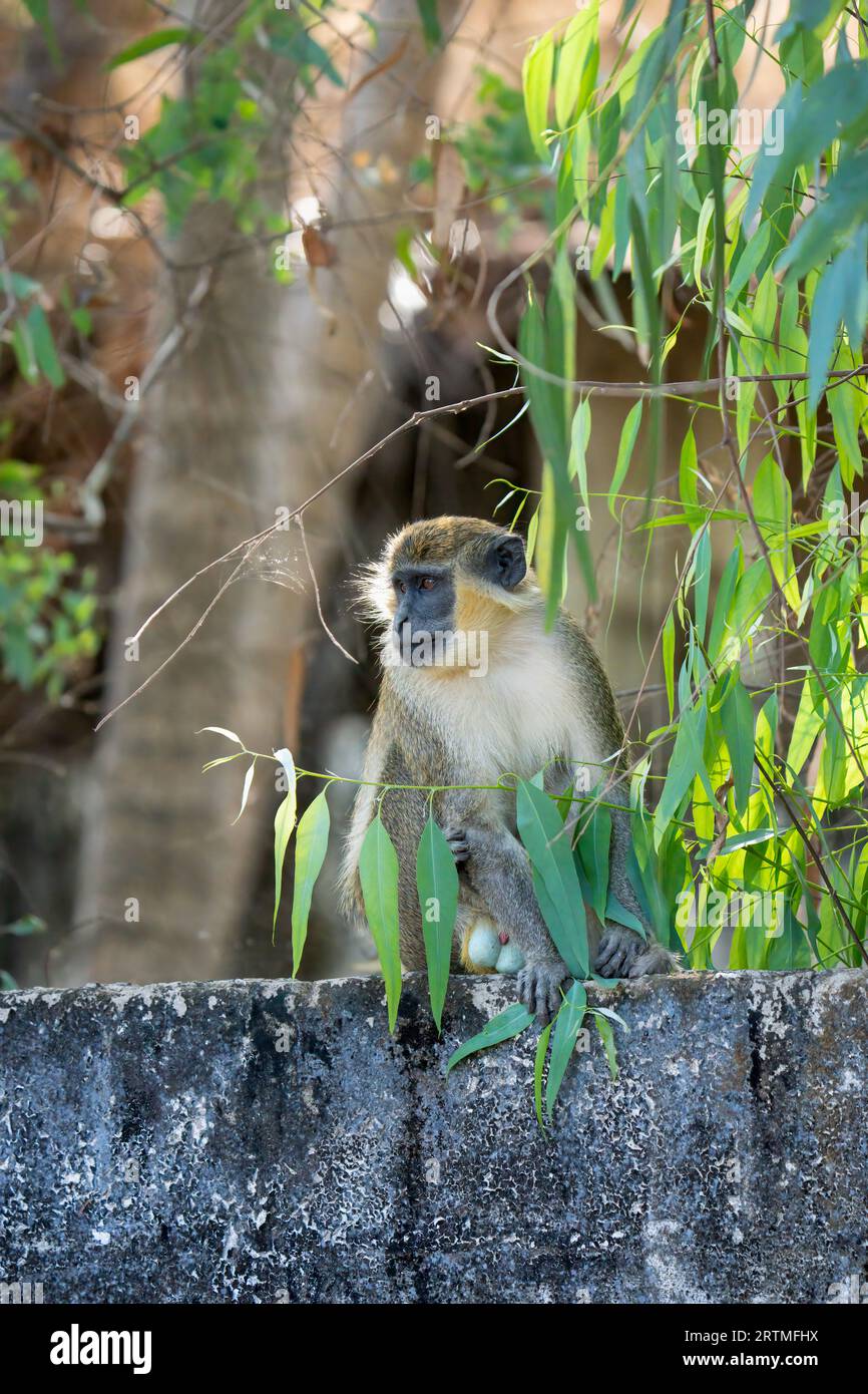 Green Vervet Monkey - Kotu, Gambie Banque D'Images