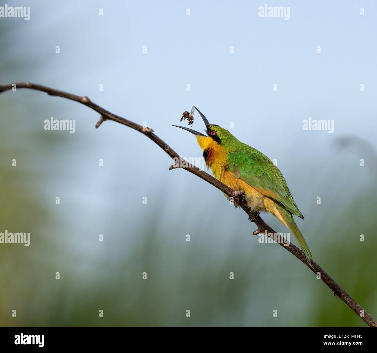 Little Bee-Eater - Kotu Creek, Gambie Banque D'Images