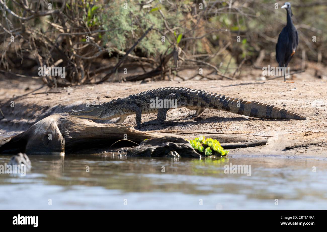 Crocodile - Rivière Marakissa, Gambie Banque D'Images